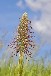 Goat's tongue (Himantoglossum hircinum), inflorescence with open white-purple flowers, in a meadow