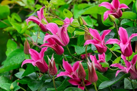 Clematis 'Princess of Wales' or 'Princess Diana', Texas clematis, North Rhine-Westphalia, Germany