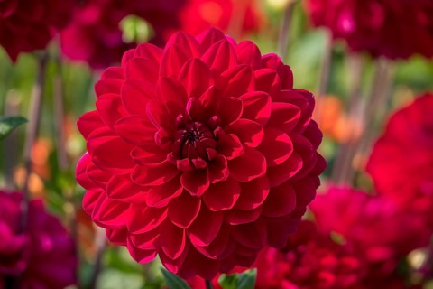 Dekorative Dahlie (Dahlia), variety 'David's Choice', Münsterland, North Rhine-Westphalia, Germany