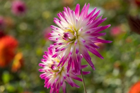 Dahlia (Dahlia), Münsterland, North Rhine-Westphalia, Germany