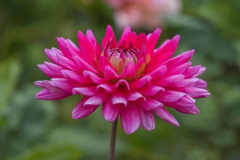 Dahlia (Dahlia), Otto Dix variety, Münsterland, North Rhine-Westphalia, Germany