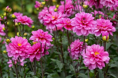 Dahlia bed, Münsterland, North Rhine-Westphalia, Germany