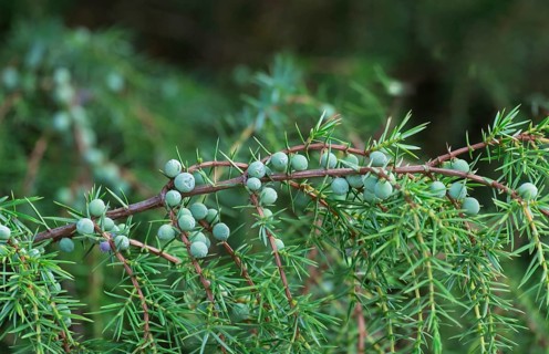 Common juniper (Juniperus communis), Buurserzand nature reserve, Netherlands
