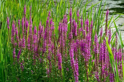 Purple loosestrife (Lythrum salicaria), spiky loosestrife, flowering purple lythrum, North