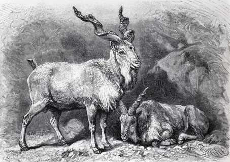 Screw-horned goat (Capra Falconeri), historical book illustration