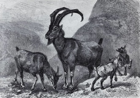 Bezoar goat (Capra aegargus), historical book illustration, wood engraving