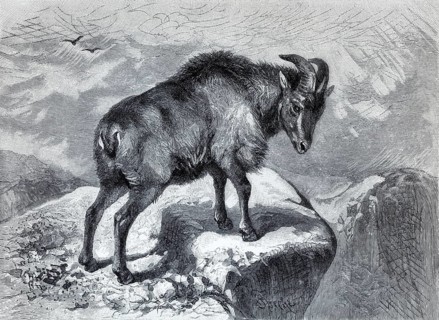 Thar (Capra bubalina), historical book illustration, wood engraving, Brockhaus