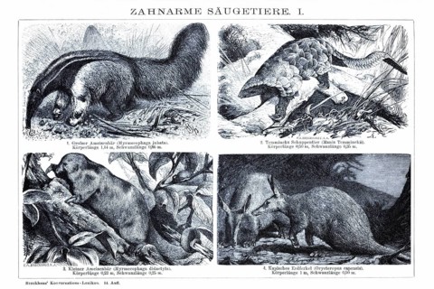 Plate of toothless mammals, anteaters (Myrmecophaga jubata, Myrmecophaga didactyla), pangolin