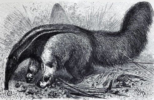 Giant anteater (Myrmecophaga jubata), historical book illustration, wood engraving Brockhaus