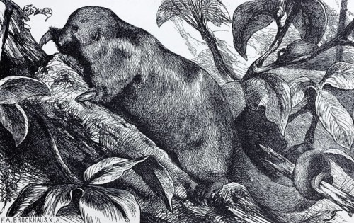 Silky anteater (Myrmecophaga didactyla), historical book illustration, wood engraving