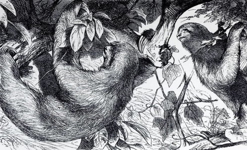 Three-fingered sloth, white-throated sloth or Ai (Bradypus tridactylus), historical book