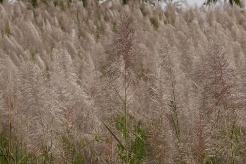 Sugar cane, harvest, sugar, sugar cane cultivation, field, agriculture, food production, Negros