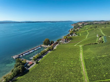 Aerial view, vineyard, vineyard slope at the historic Haltnau winery near Meersburg, on the left