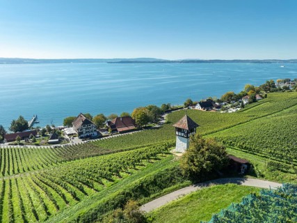 Aerial view of a vineyard, vineyard slope with winery tower at the historic Haltnau winery near