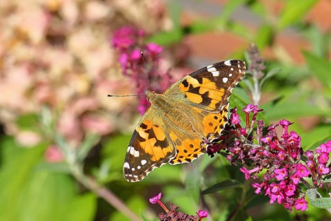 Thistle butterfly (Vanessa cardui) on a Buddleja davidii flower, Wilnsdorf, North Rhine-Westphalia,