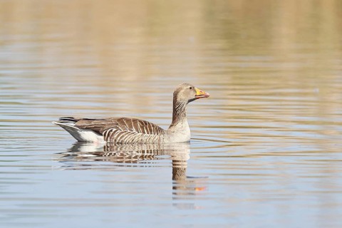 Greylag goose (Anser anser), swimming on a pond, Wagbachniederung nature reserve, Waghäusel,
