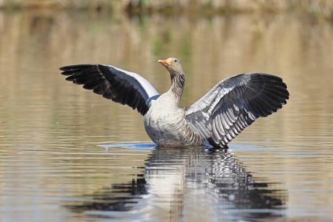 Greylag goose (Anser anser), flapping its wings on a pond, Wagbachniederung nature reserve,