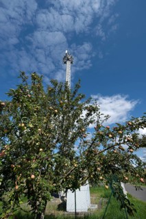 Apple tree with fruit behind a transmission mast, Eckental, Middle Franconia, Bavaria, Germany