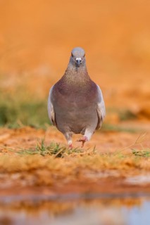 Rock dove (Columba livia) on a farmers field, Belchite, Aragon, Saragossa, Spain