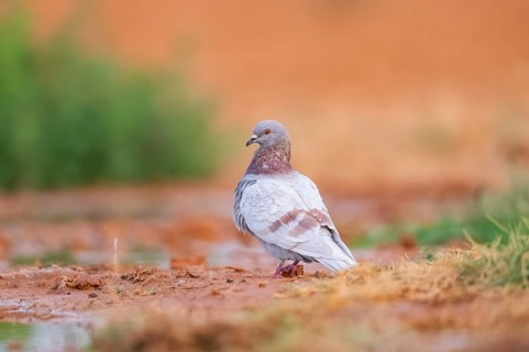 Rock dove (Columba livia) on a farmers field, Belchite, Aragon, Saragossa, Spain