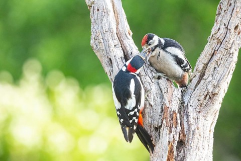 Great spotted woodpecker (Dendrocopus major) ml Old bird feeding young bird Germany