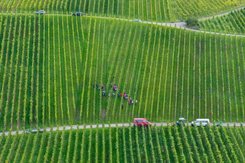 Several people are busy in a large vineyard with rows of vines, grape grape harvest, near Korb,
