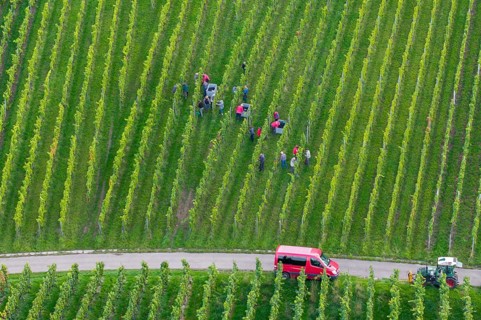 Team of harvesters working in the vineyard next to a red vehicle, grape grape harvest, near Korb,