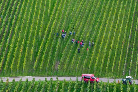 Harvest workers collecting grapes in the vineyard, red car next to it, grape grape harvest, near