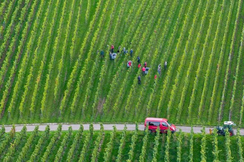 Harvester at work in a green vineyard with a red vehicle, grape grape harvest, near Korb, Rems
