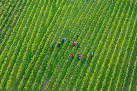People collecting grapes in dense rows of a green vineyard, grape grape harvest, near Korb, Rems