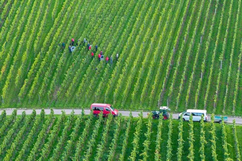 People harvesting grapes in a vineyard, two vehicles at the edge, grape grape harvest, near Korb,