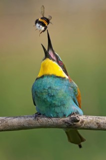 Bee-eater (Merops apiaster) newcomer in Saxony-Anhalt, blaze of colour, approaching, flying, wings