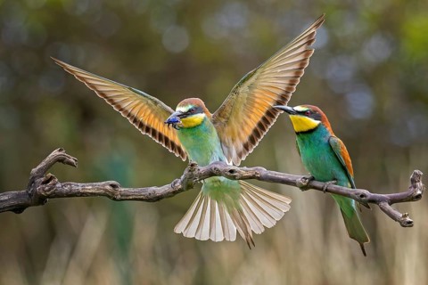 Bee-eater (Merops apiaster) pair, mating, male, female, new resident in Saxony-Anhalt, colourful,