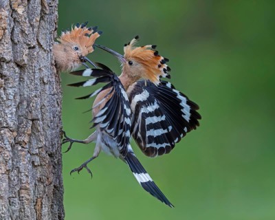 Hoopoe (Upupa epops) Bird of the Year 2022, male with food for his female, bridal gift, mating,
