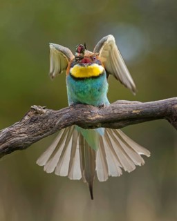 Bee-eater (Merops apiaster) new resident in Saxony-Anhalt, blaze of colour, approaching, flying,