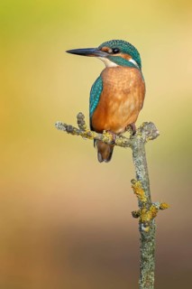 Kingfisher (Alcedo atthis) Indicator for clean flowing waters, young female at sunrise, on perch