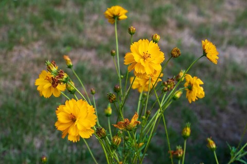 Yellow ornamental basket (Cosmos sulphureus), flower bed, summer flower-bed, North