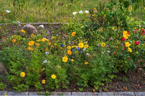 Flower bed with blooming summer flower-bed, North Rhine-Westphalia, Germany