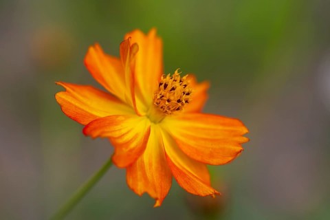 Yellow ornamental basket (Cosmos sulphureus), single flower, close-up, North Rhine-Westphalia,