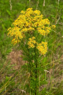 Jacob's ragwort (Jacobaea vulgaris), Ruhr area, North Rhine-Westphalia, Germany