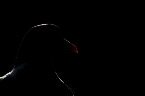Wood pigeon (Columba palumbus) adult bird backlit head portrait, England, United Kingdom