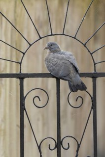 Wood pigeon (Columba palumbus) juvenile baby squab bird sitting on an urban garden metal gate,