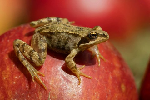 Common frog (Rana temporaria) adult amphibian on a fallen apple in a garden, England, United