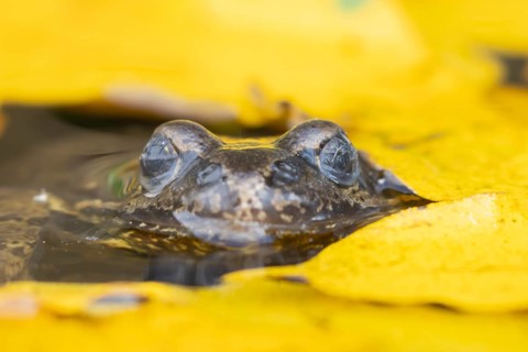 Common frog (Rana temporaria) adult amphibian on the water surface of a garden pond with fallen