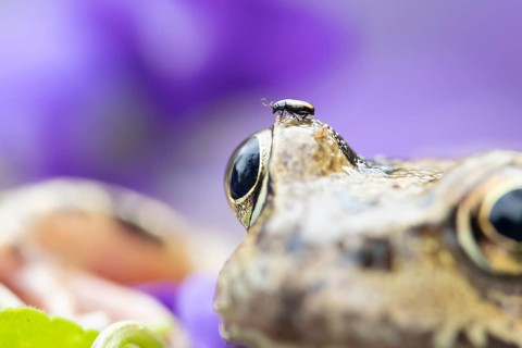 Common frog (Rana temporaria) adult amphibian with a beetle on its head in a garden, England,