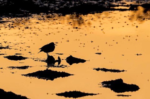 Common sandpiper (Actitis hypoleucos) resting on muddy pond shore with flying insects on water