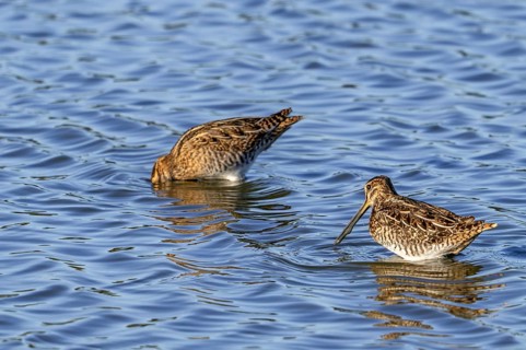 Two common snipes (Gallinago gallinago) foraging in shallow water by probing soft mud in pond in