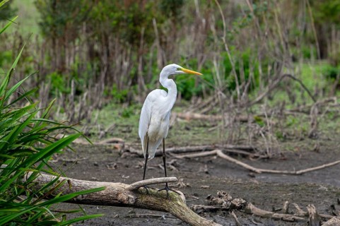 Great white egret, great egret (Ardea alba) non-breeding adult looking for prey in dried out pond