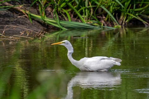 Great white egret, great egret (Ardea alba) non-breeding adult fishing in shallow water of pond in