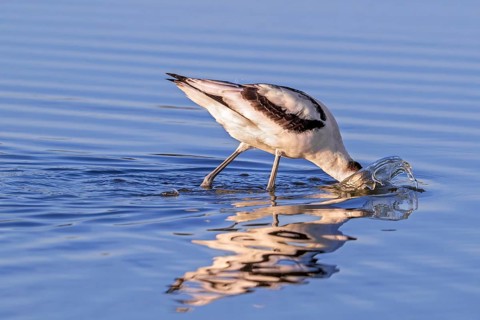 Pied avocet (Recurvirostra avosetta) foraging in shallow water of pond in evening light in late